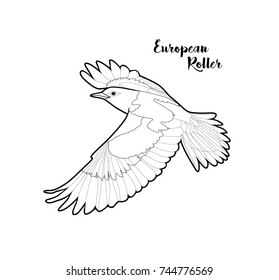 Vector european roller bird coloring page. Isolated compounding graphic.