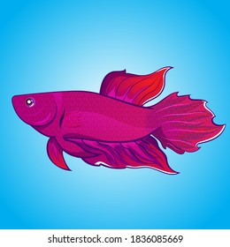 vector exotic Betta fish Halfmoon purple body color artwork illustration isolated on water background. Design Can for Drawing book or element for product