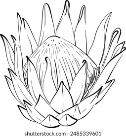 Vector exotic bloom Protea.Tropical gentle romantic flower. Black circuit silhouette. For creating wedding invitations, cards