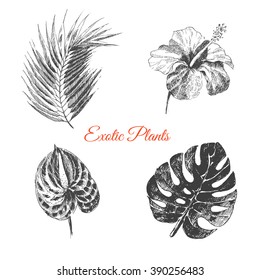 vector exotic hand drawn palm leaf, coconut, tropical flower