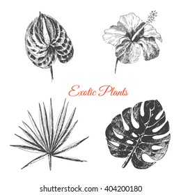 vector exotic hand drawn palm leaf, coconut, tropical flower