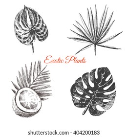 vector exotic hand drawn palm leaf, coconut, tropical flower