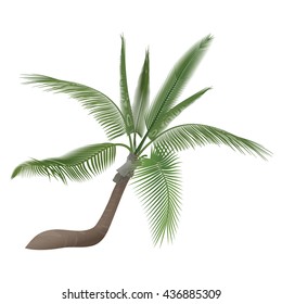 Vector exotic high detailed tropical coco nut palm tree isolated. 