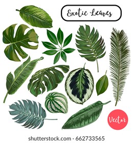 Vector Exotic Leaves Collection