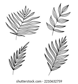 Vector Exotic leaves. Palm tree leaves. Black and white engraved ink art. Leaf plant botanical garden floral foliage. Isolated leaf illustration element.
