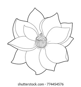 Vector exotic magnolia element, beautiful mono line flower isolated on white background. Floral coloring page.