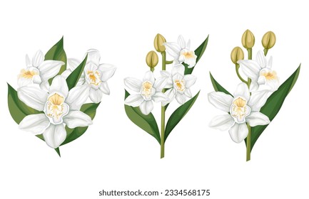 Vector exotic plants on white background. White orchid branches with flowers, buds and leaves 