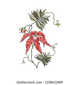 Vector exotic red flower with leaves. Illustration for your project.