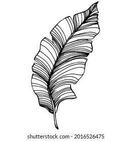 Vector Exotic tropical banana leaves. Palm beach tree jungle botanical leaves. Black and white engraved ink art. Leaf plant botanical garden floral foliage. Isolated leaf illustration element.