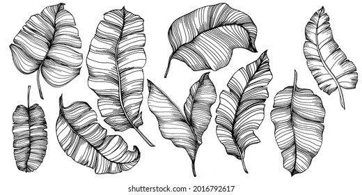 Vector Exotic tropical banana leaves. Palm beach tree jungle botanical leaves. Black and white engraved ink art. Leaf plant botanical garden floral foliage. Isolated leaf illustration element.