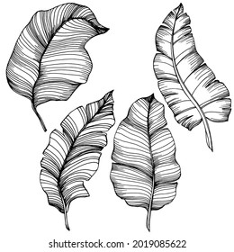 Vector Exotic tropical banana leaves. Palm beach tree jungle botanical leaves. Black and white engraved ink art. Leaf plant botanical garden floral foliage. Isolated leaf illustration element.