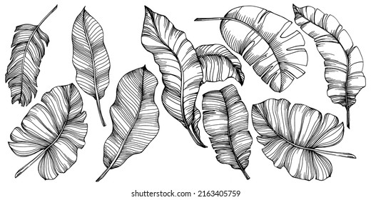 Vector Exotic tropical banana leaves. Palm beach tree jungle botanical leaves. Black and white engraved ink art. Leaf plant botanical garden floral foliage. Isolated leaf illustration element.