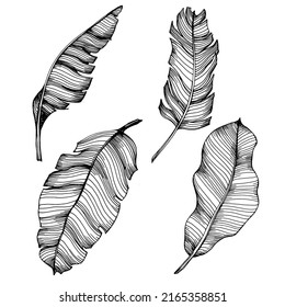 Vector Exóticas hojas de plátano tropical. Hojas botánicas de la jungla de las palmeras. Arte de tinta con grabado en blanco y negro. Planta de hoja vegetal vegetal follaje floral. Elemento de ilustración de hoja aislada.