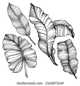 Vector Exotic tropical banana leaves. Palm beach tree jungle botanical leaves. Black and white engraved ink art. Leaf plant botanical garden floral foliage. Isolated leaf illustration element.