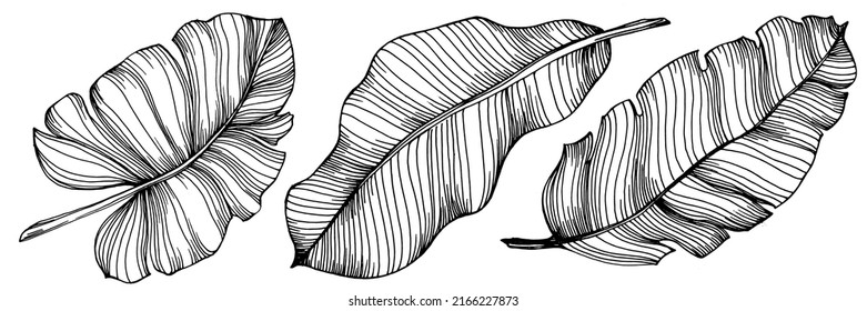 Vector Exotic tropical banana leaves. Palm beach tree jungle botanical leaves. Black and white engraved ink art. Leaf plant botanical garden floral foliage. Isolated leaf illustration element.