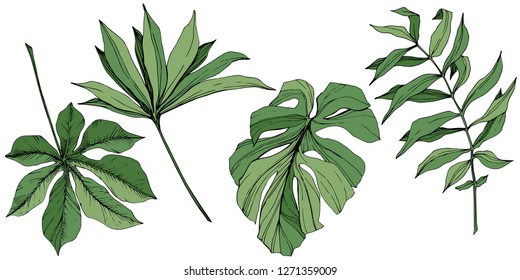 Vector Exotic tropical hawaiian summer. Palm beach tree jungle botanical leaves. Green engraved ink art. Leaf plant botanical garden floral foliage. Isolated leaf illustration element.