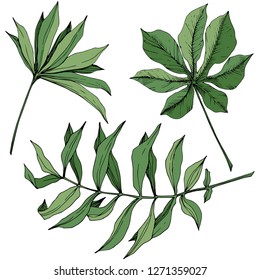 Vector Exotic tropical hawaiian summer. Palm beach tree jungle botanical leaves. Green engraved ink art. Leaf plant botanical garden floral foliage. Isolated leaf illustration element.