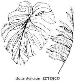 Vector Exotic tropical hawaiian summer. Palm beach tree jungle botanical leaves. Black and white engraved ink art. Leaf plant botanical garden floral foliage. Isolated leaf illustration element.