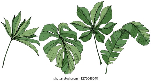 Vector Exotic tropical hawaiian summer. Palm beach tree jungle botanical leaves. Green engraved ink art. Leaf plant botanical garden floral foliage. Isolated leaf illustration element.