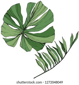 Vector Exotic tropical hawaiian summer. Palm beach tree jungle botanical leaves. Green engraved ink art. Leaf plant botanical garden floral foliage. Isolated leaf illustration element.