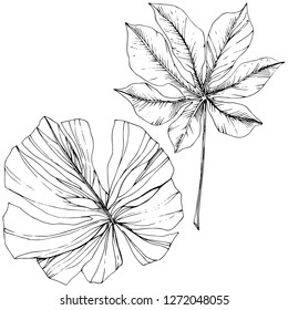 Vector Exotic tropical hawaiian summer. Palm beach tree jungle botanical leaves. Black and white engraved ink art. Leaf plant botanical garden floral foliage. Isolated leaf illustration element.