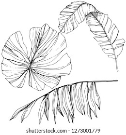 Vector Exotic tropical hawaiian summer. Palm beach tree jungle botanical leaves. Black and white engraved ink art. Leaf plant botanical garden floral foliage. Isolated leaf illustration element.