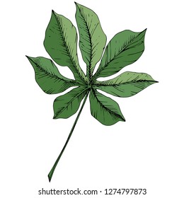 Vector Exotic tropical hawaiian summer. Palm beach tree jungle botanical leaves. Green engraved ink art. Leaf plant botanical garden floral foliage. Isolated leaf illustration element.