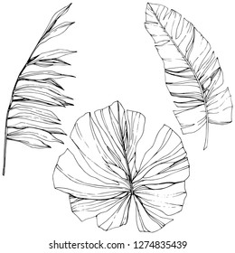 Vector Exotic tropical hawaiian summer. Palm beach tree jungle botanical leaves. Black and white engraved ink art. Leaf plant botanical garden floral foliage. Isolated leaf illustration element.