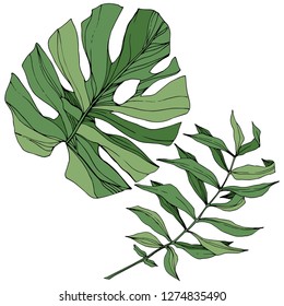 Vector Exotic tropical hawaiian summer. Palm beach tree jungle botanical leaves. Green engraved ink art. Leaf plant botanical garden floral foliage. Isolated leaf illustration element.