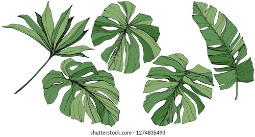 Vector Exotic tropical hawaiian summer. Palm beach tree jungle botanical leaves. Green engraved ink art. Leaf plant botanical garden floral foliage. Isolated leaf illustration element.