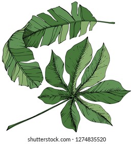 Vector Exotic tropical hawaiian summer. Palm beach tree jungle botanical leaves. Green engraved ink art. Leaf plant botanical garden floral foliage. Isolated leaf illustration element.