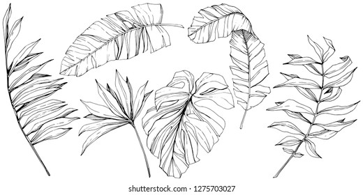 Vector Exotic tropical hawaiian summer. Palm beach tree jungle botanical leaves. Black and white engraved ink art. Leaf plant botanical garden floral foliage. Isolated leaf illustration element.