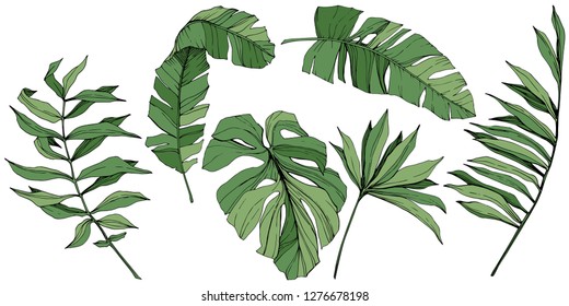 Vector Exotic tropical hawaiian summer. Palm beach tree jungle botanical leaves. Green engraved ink art. Leaf plant botanical garden floral foliage. Isolated leaf illustration element.
