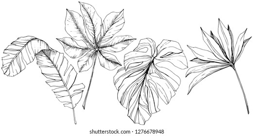 Vector Exotic tropical hawaiian summer. Palm beach tree jungle botanical leaves. Black and white engraved ink art. Leaf plant botanical garden floral foliage. Isolated leaf illustration element.