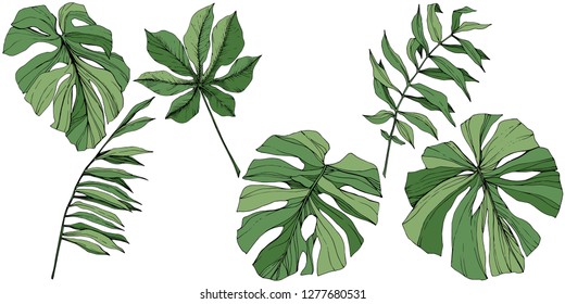 Vector Exotic tropical hawaiian summer. Palm beach tree jungle botanical leaves. Green engraved ink art. Leaf plant botanical garden floral foliage. Isolated leaf illustration element.