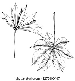 Vector Exotic tropical hawaiian summer. Palm beach tree jungle botanical leaves. Black and white engraved ink art. Leaf plant botanical garden floral foliage. Isolated leaf illustration element.