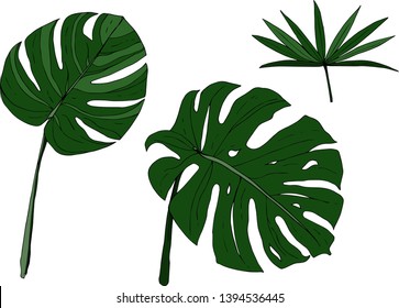Vector Exotic tropical hawaiian summer. Palm beach tree jungle botanical leaves. Green engraved ink art. Leaf plant botanical garden floral foliage. Isolated leaf illustration element