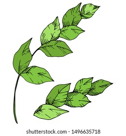 Vector Exotic tropical hawaiian summer. Palm beach tree leaves jungle botanical. Black and white engraved ink art. Isolated leaf illustration element on white background.