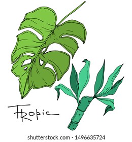Vector Exotic tropical hawaiian summer. Palm beach tree leaves jungle botanical. Black and white engraved ink art. Isolated leaf illustration element on white background.