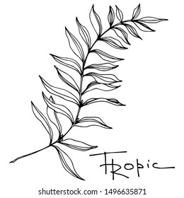Vector Exotic tropical hawaiian summer. Palm beach tree leaves jungle botanical. Black and white engraved ink art. Isolated leaf illustration element on white background.
