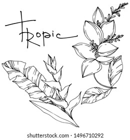 Vector Exotic tropical hawaiian summer. Palm beach tree leaves jungle botanical plant. Black and white engraved ink art. Isolated leaves illustration element.