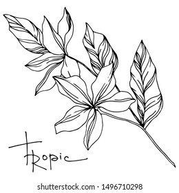 Vector Exotic tropical hawaiian summer. Palm beach tree leaves jungle botanical plant. Black and white engraved ink art. Isolated leaves illustration element.