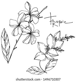 Vector Exotic tropical hawaiian summer. Palm beach tree leaves jungle botanical plant. Black and white engraved ink art. Isolated leaves illustration element.