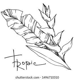 Vector Exotic tropical hawaiian summer. Palm beach tree leaves jungle botanical plant. Black and white engraved ink art. Isolated leaves illustration element.