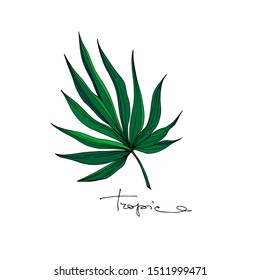 Vector Exotic tropical hawaiian summer. Palm beach tree leaves jungle botanical. Black and white engraved ink art. Isolated leaves illustration element.