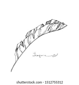 Vector Exotic tropical hawaiian summer. Palm beach tree leaves jungle botanical. Black and white engraved ink art. Isolated leaves illustration element.