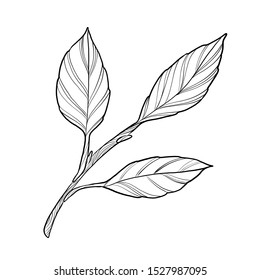 Vector Exotic tropical hawaiian summer. Palm beach tree jungle botanical leaf. Black and white engraved ink art. Leaf plant botanical garden floral foliage. Isolated leaf illustration element.