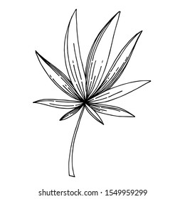 Vector Exotic tropical hawaiian summer. Palm beach tree leaves jungle botanical. Black and white engraved ink art. Isolated leaves illustration element.