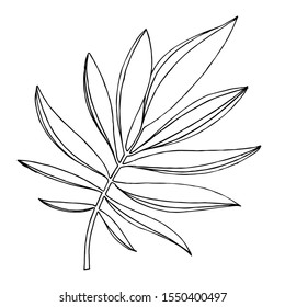 Vector Exotic tropical hawaiian summer. Palm beach tree leaves jungle botanical. Black and white engraved ink art. Isolated leaves illustration element.