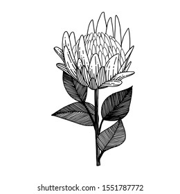 Vector Exotic tropical hawaiian summer. Palm beach tree leaves jungle botanical sugarbushes flower. Black and white engraved ink art. Isolated flowers illustration element.